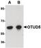 OTU Deubiquitinase 5 antibody, PA5-20611, Invitrogen Antibodies, Western Blot image 