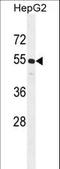 Cyclin J Like antibody, LS-C168480, Lifespan Biosciences, Western Blot image 