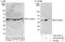 Purine Rich Element Binding Protein A antibody, A303-543A, Bethyl Labs, Western Blot image 