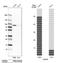 CD2 Associated Protein antibody, NBP1-90626, Novus Biologicals, Western Blot image 