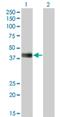 HLF Transcription Factor, PAR BZIP Family Member antibody, H00003131-M05, Novus Biologicals, Western Blot image 