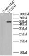 SANS antibody, FNab09299, FineTest, Immunoprecipitation image 