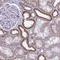 Autophagy Related 9A antibody, NBP2-32477, Novus Biologicals, Immunohistochemistry frozen image 