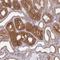 Sorting Nexin 8 antibody, NBP2-31672, Novus Biologicals, Immunohistochemistry frozen image 