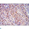 c-Kit antibody, LS-C812547, Lifespan Biosciences, Immunohistochemistry paraffin image 