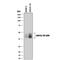 Junctional Adhesion Molecule 2 antibody, AF1074, R&D Systems, Western Blot image 