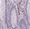 Von Willebrand Factor antibody, NBP1-84761, Novus Biologicals, Immunohistochemistry paraffin image 