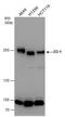 Tight Junction Protein 1 antibody, PA5-28858, Invitrogen Antibodies, Western Blot image 
