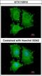 Eukaryotic Translation Initiation Factor 5A2 antibody, LS-C186160, Lifespan Biosciences, Immunocytochemistry image 