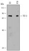 Transcription Factor 3 antibody, MAB7650, R&D Systems, Western Blot image 