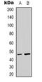 Neutrophil Cytosolic Factor 1 antibody, orb318863, Biorbyt, Western Blot image 