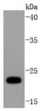 Ubiquitin D antibody, NBP2-67917, Novus Biologicals, Western Blot image 