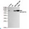 Heat Shock Protein Family A (Hsp70) Member 5 antibody, LS-C812893, Lifespan Biosciences, Western Blot image 