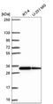 Ribosomal Protein S3A antibody, NBP2-55339, Novus Biologicals, Western Blot image 