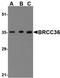 Growth Factor Receptor Bound Protein 10 antibody, orb6111, Biorbyt, Western Blot image 