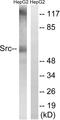 SRC Proto-Oncogene, Non-Receptor Tyrosine Kinase antibody, LS-C199600, Lifespan Biosciences, Western Blot image 