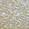 Aquaporin 5 antibody, 23-977, ProSci, Immunohistochemistry frozen image 