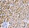 Hepatocyte Nuclear Factor 4 Alpha antibody, PA5-79380, Invitrogen Antibodies, Immunohistochemistry paraffin image 