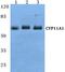 Cytochrome P450(scc) antibody, A01071, Boster Biological Technology, Western Blot image 