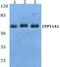 Cytochrome P450 Family 11 Subfamily A Member 1 antibody, A01071, Boster Biological Technology, Western Blot image 