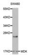 Midkine antibody, abx000636, Abbexa, Western Blot image 