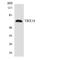 T-Box 18 antibody, LS-C200766, Lifespan Biosciences, Western Blot image 