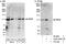 RNA Binding Motif Protein 5 antibody, A302-228A, Bethyl Labs, Immunoprecipitation image 