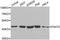Multifunctional protein ADE2 antibody, A07031, Boster Biological Technology, Western Blot image 