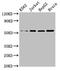 Solute Carrier Family 16 Member 8 antibody, LS-C679476, Lifespan Biosciences, Western Blot image 