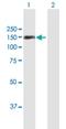 TSH1 antibody, H00010194-B01P, Novus Biologicals, Western Blot image 