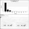 Histone Cluster 4 H4 antibody, 710829, Invitrogen Antibodies, Dot Blot image 