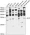 Interleukin 25 antibody, 23-479, ProSci, Western Blot image 