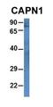 Calpain 1 antibody, orb331114, Biorbyt, Western Blot image 