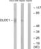 Chloride Channel CLIC Like 1 antibody, LS-C119845, Lifespan Biosciences, Western Blot image 