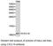 C-X-C Motif Chemokine Ligand 10 antibody, LS-C192997, Lifespan Biosciences, Western Blot image 