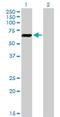 Activating Transcription Factor 7 antibody, H00011016-B01P, Novus Biologicals, Western Blot image 
