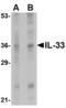 Interleukin 33 antibody, TA306448, Origene, Western Blot image 