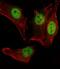 Myogenic Differentiation 1 antibody, A00964-1, Boster Biological Technology, Immunofluorescence image 