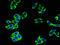 Calcium Modulating Ligand antibody, CSB-PA004475LA01HU, Cusabio, Immunofluorescence image 