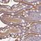 Calmodulin Like 4 antibody, NBP2-14434, Novus Biologicals, Immunohistochemistry frozen image 