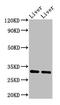 Apolipoprotein A1 antibody, LS-C319024, Lifespan Biosciences, Western Blot image 