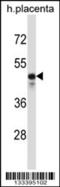 Potassium Voltage-Gated Channel Modifier Subfamily S Member 2 antibody, 57-075, ProSci, Western Blot image 