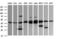 Mitogen-Activated Protein Kinase Kinase 1 antibody, LS-C174635, Lifespan Biosciences, Western Blot image 
