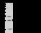 MOB Kinase Activator 3B antibody, 105472-T32, Sino Biological, Western Blot image 