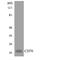 CD70 Molecule antibody, LS-C291774, Lifespan Biosciences, Western Blot image 