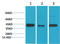 TATA-Box Binding Protein antibody, STJ97529, St John