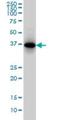 Secreted Phosphoprotein 1 antibody, H00006696-M08, Novus Biologicals, Immunocytochemistry image 