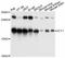 Mitochondrial Ribosomal Protein L58 antibody, abx125978, Abbexa, Western Blot image 