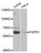 CD331 antibody, abx001688, Abbexa, Western Blot image 