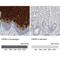 Cornulin antibody, NBP1-88479, Novus Biologicals, Immunohistochemistry paraffin image 